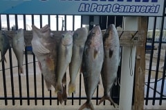Anglers Envy Fresh Catch