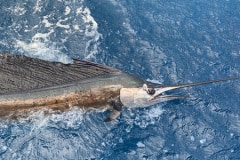 Sailfish Fishing Charters