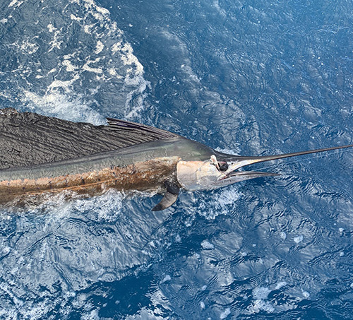 Fish of Port Canaveral